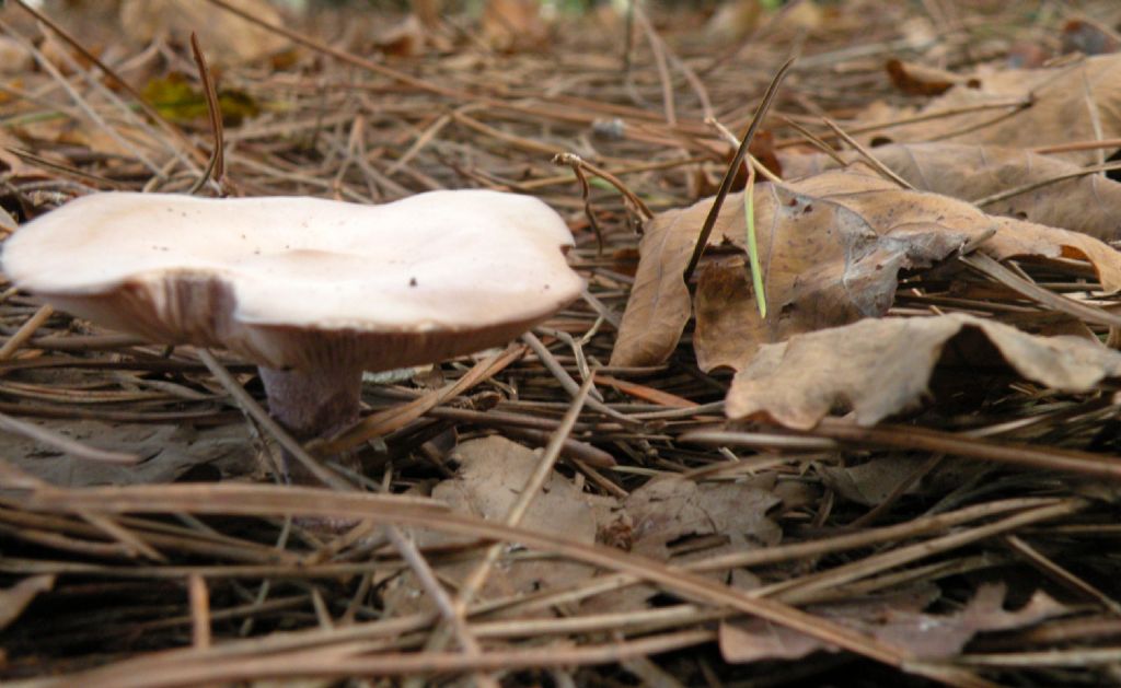 Clitocybe sp in pineta marittima